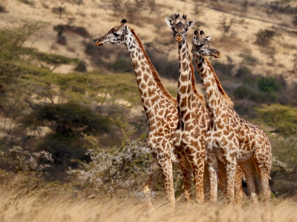 Tansania Safari und Sansibar