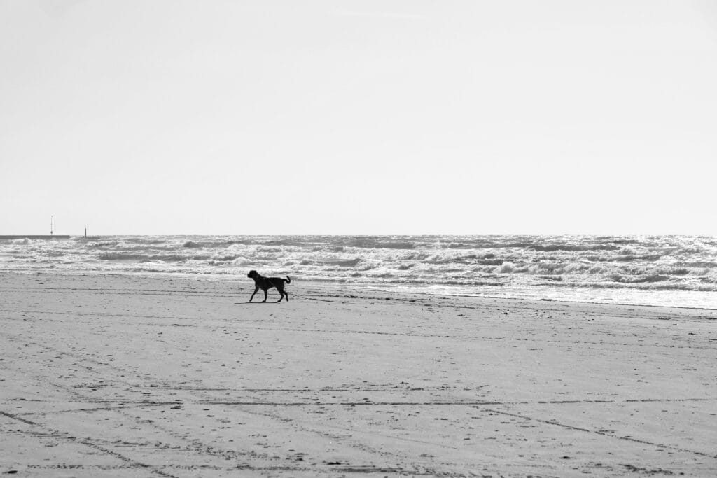 Urlaub mit Hund Nordsee