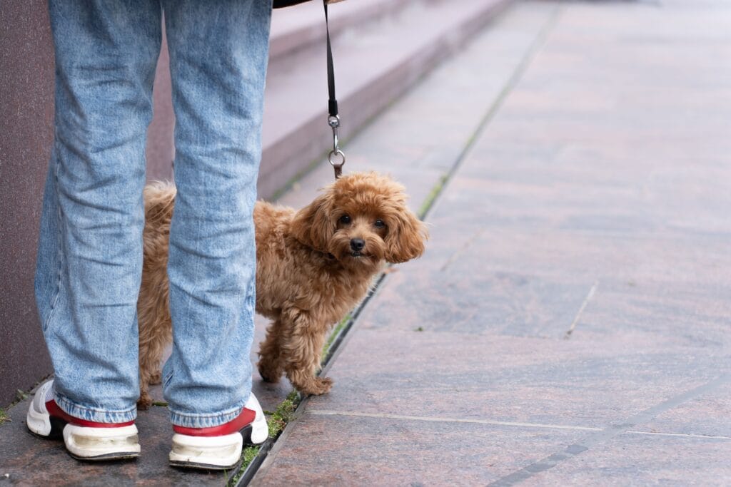 Urlaub mit Hund Nordsee
