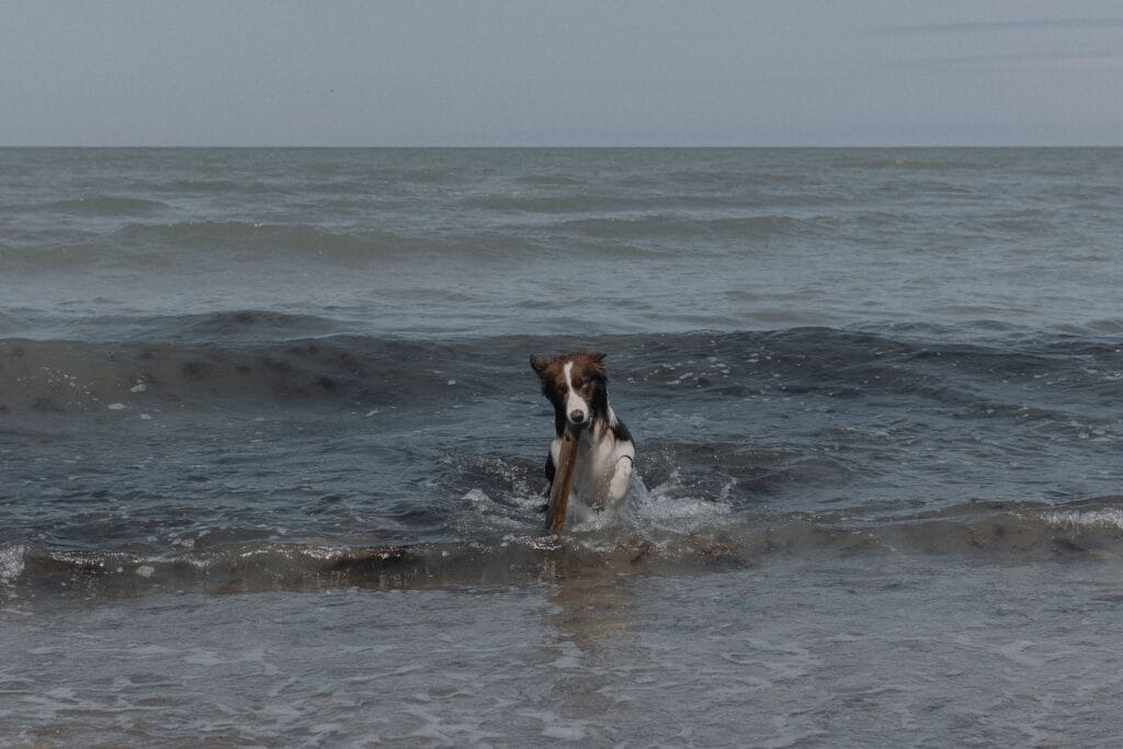 Urlaub mit Hund Nordsee