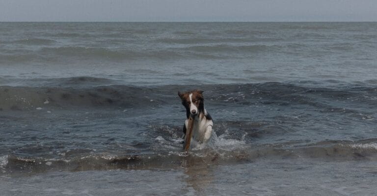 Urlaub mit Hund Nordsee
