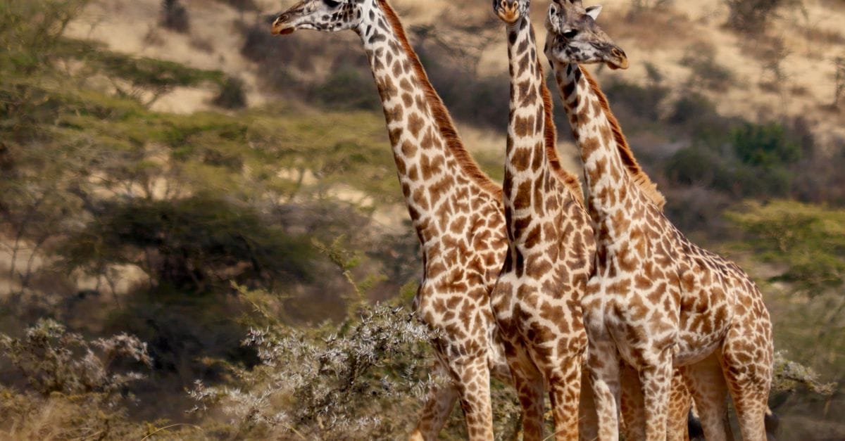 Tansania Safari und Sansibar